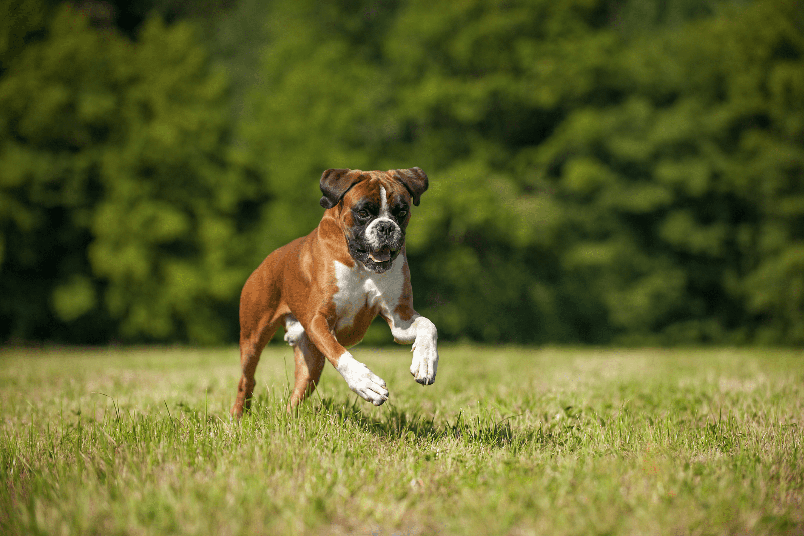 Boxer runs across the field