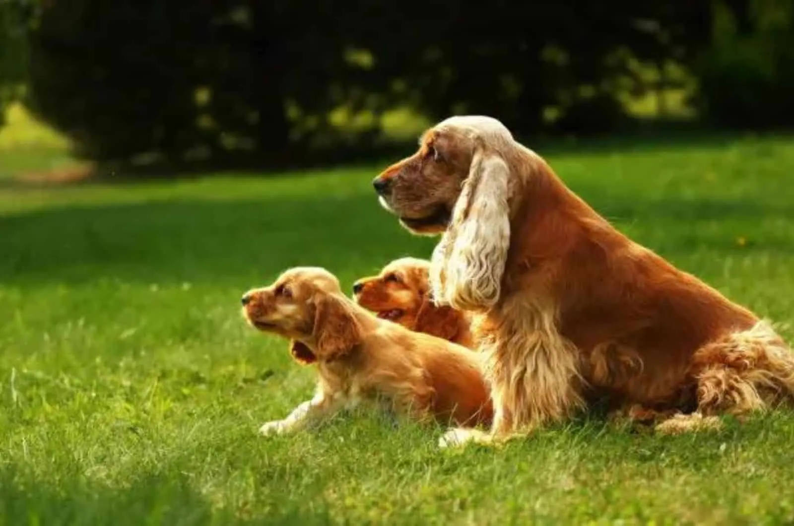 Boykin Spaniel dog and puppies