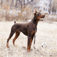 brown doberman standing on the grass