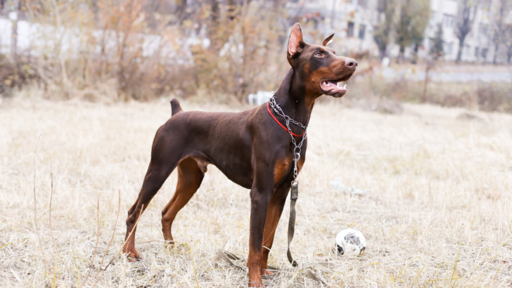 Brown Doberman Color 101: What Do They Look Like?