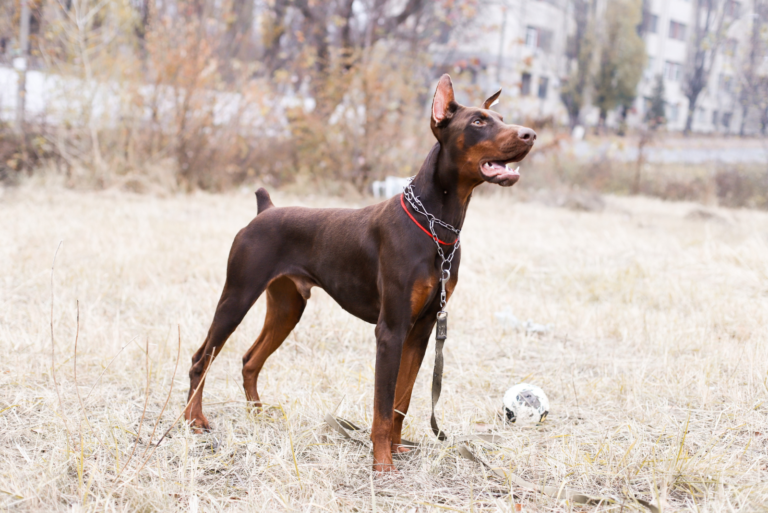 brown doberman standing on the grass
