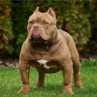 american bully