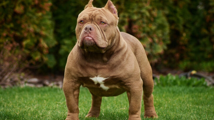 Bully Breeding 101: Everything You Need To Know About Bullies