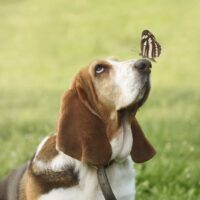 basset hound with a butterfly on nose