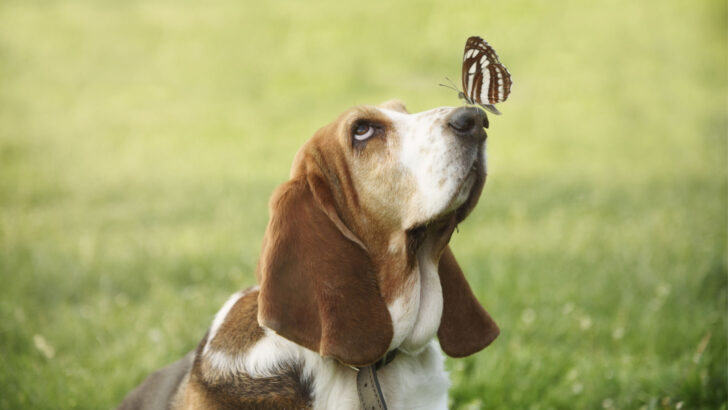 Can Dogs Be Retarded? The 411 On Canine Mental Issues