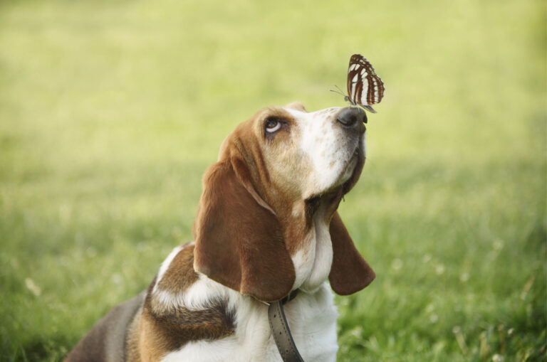 basset hound with a butterfly on nose