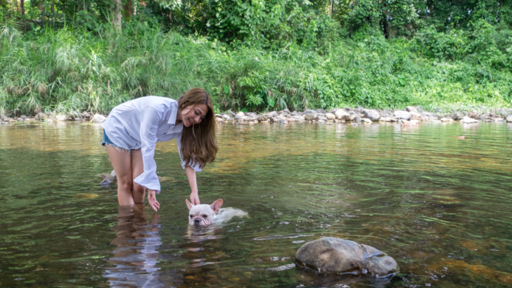 Can French Bulldogs Swim? The Answer Is Simple