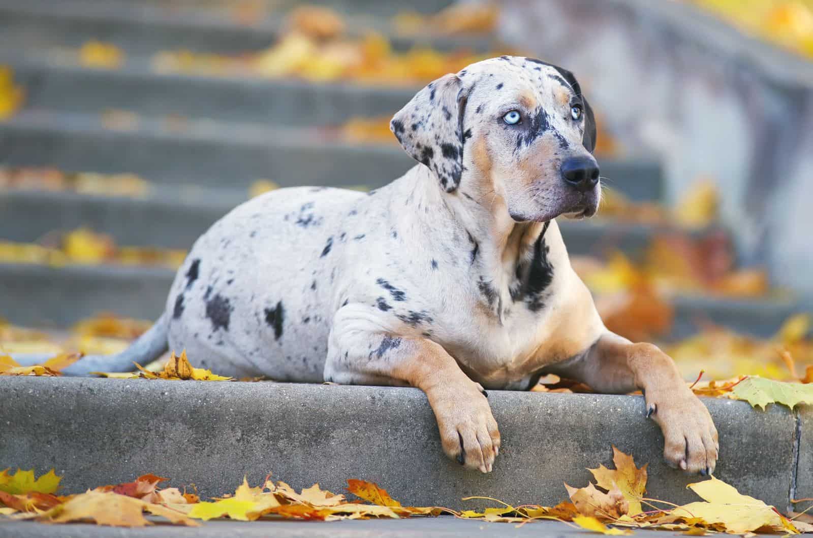 Catahoula Leopard Dog