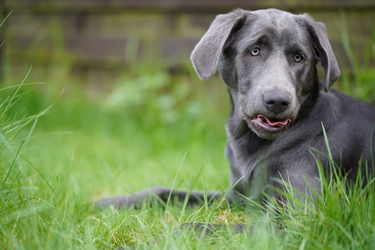 charcoal coloured labrador lying on the grass