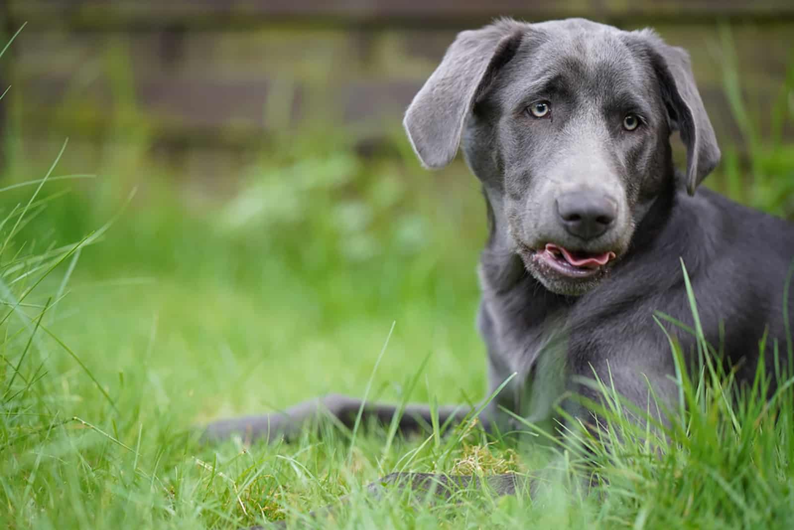 charcoal coloured labrador lying on the grass