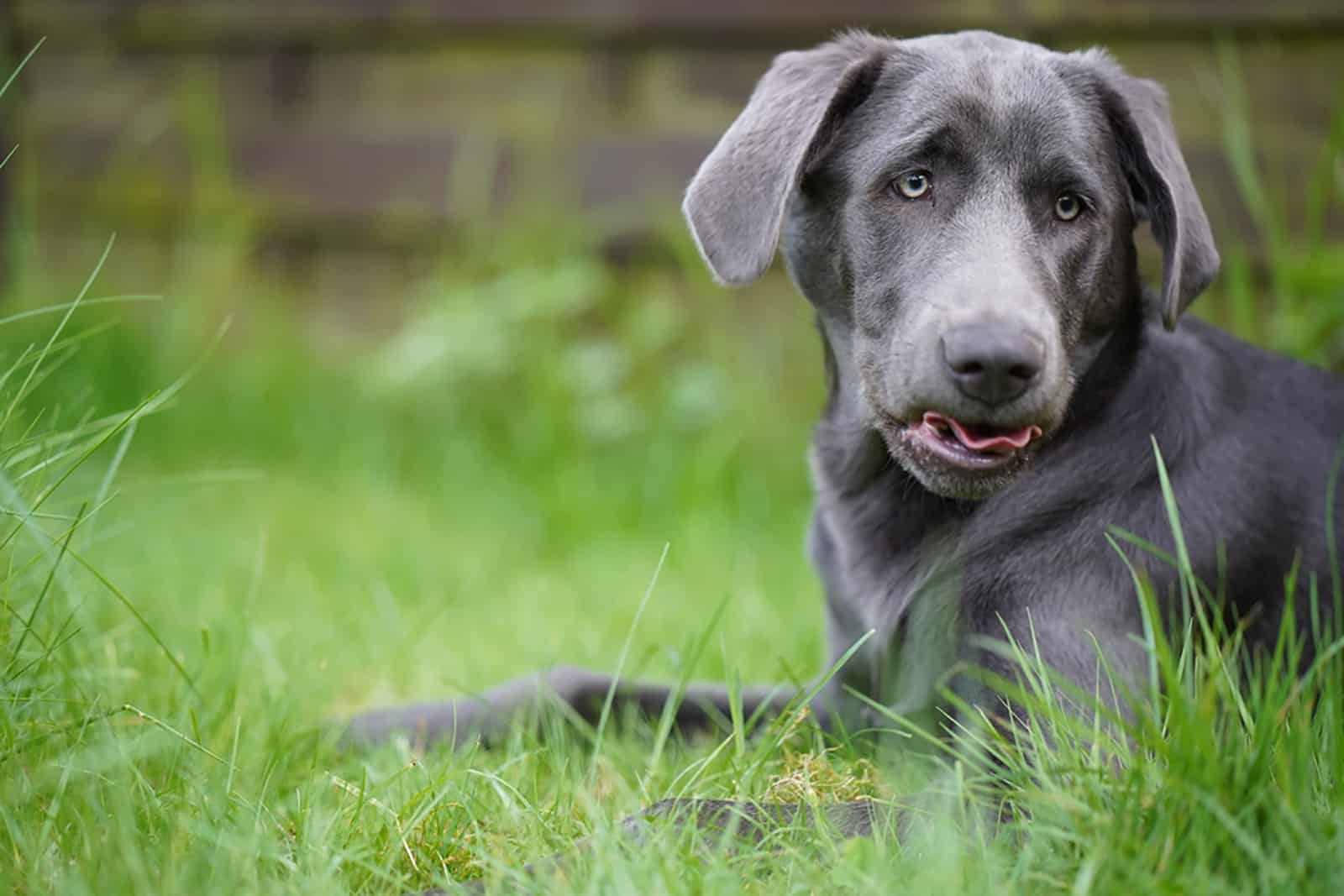 Charcoal Lab: Unique Labrador Retriever Color