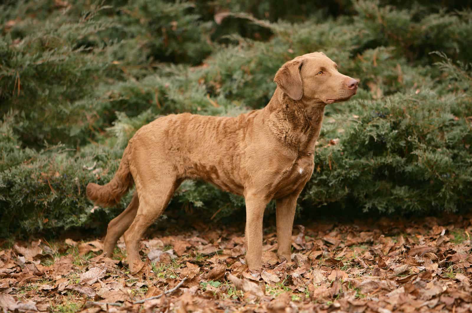 Chesapeake Bay Retrievers