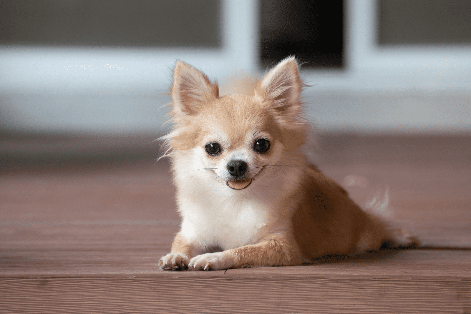Chihuahua sitting on the floor