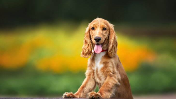 Cocker Spaniel Colors: How Many Shades Are There?