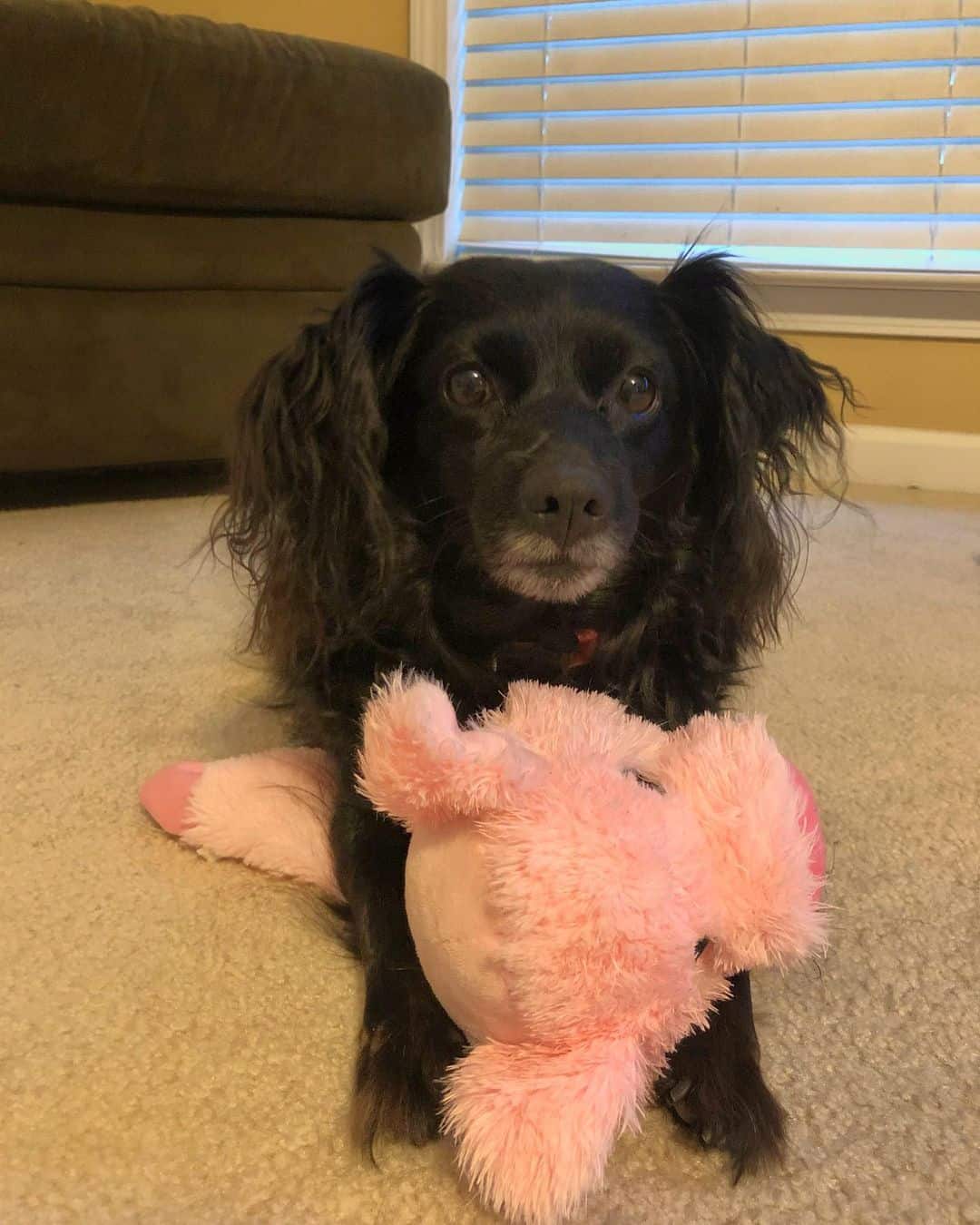 Cocker Spaniel Dachshund Mix plays with a toy