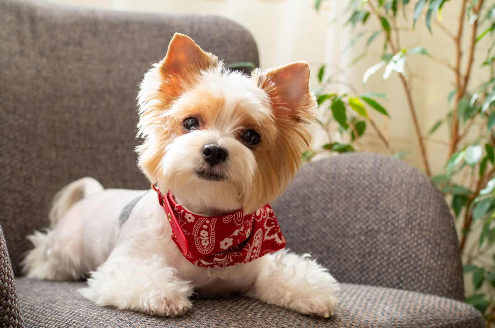 Cute puppy dog biewer Yorkshire terrier with red collar at home