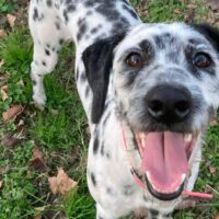 dalmatian poodle mix dog