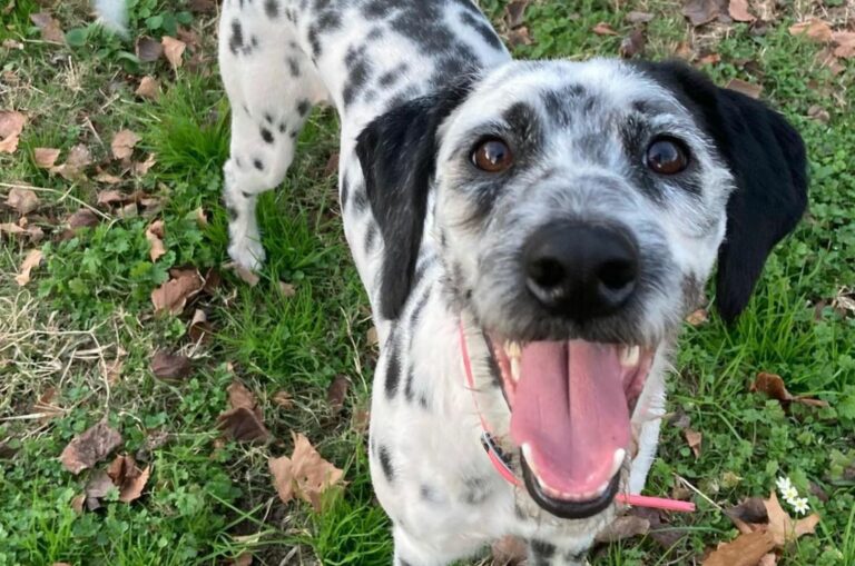 dalmatian poodle mix dog