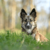 a beautiful dog is lying in the grass