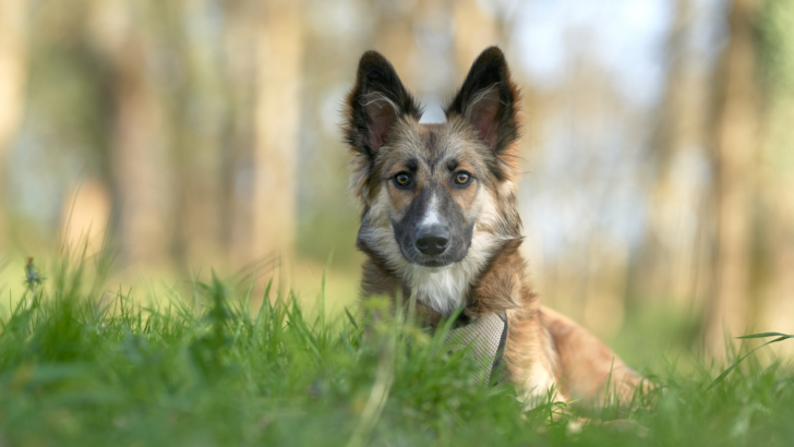 Dog Ear Positions Chart: 5 Ear Positions You Should Know Of