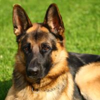 German Shepherd posing for photo