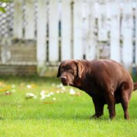 dog pooping and looking back