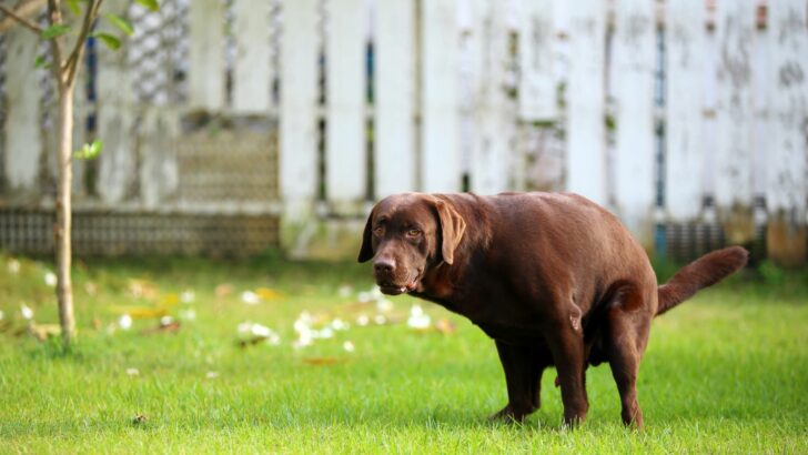 Dog Poop Color Chart: Full Guide To Your Dog’s Stool