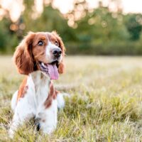 dog in nature