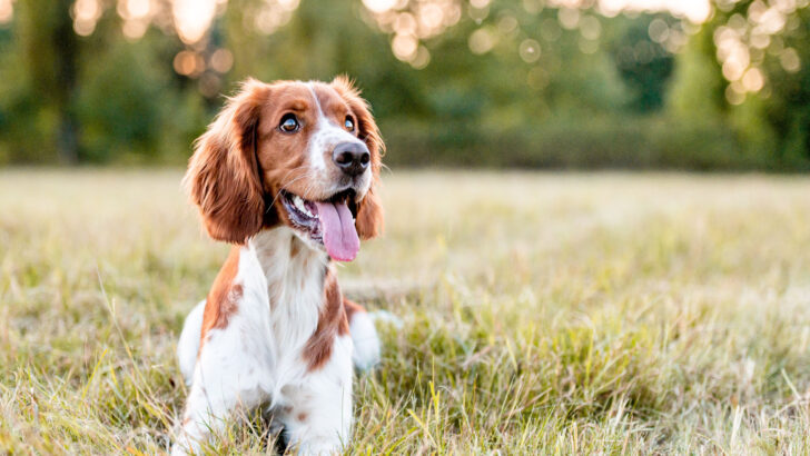 Dog Sex Toys And Other Methods To Help Deal With Humping
