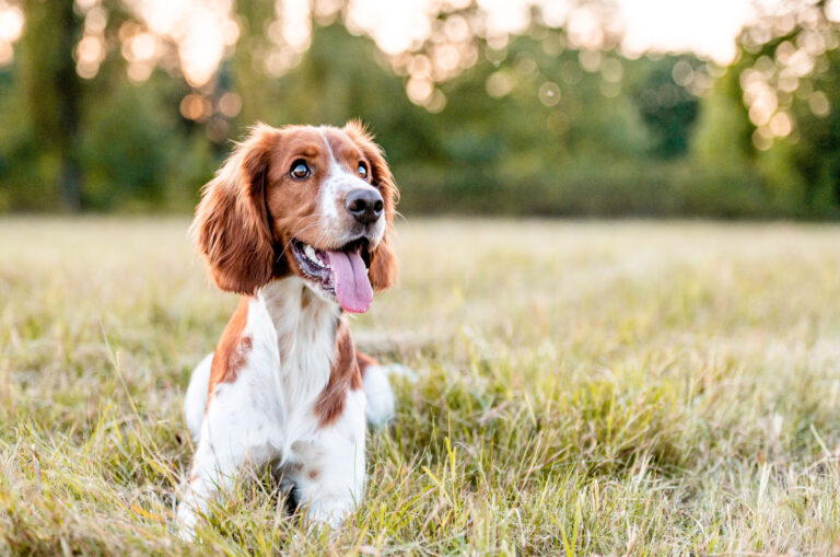 dog in nature