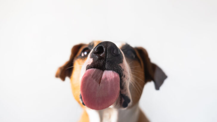 Dog Tongue Color Chart: What Is A Color Of A Healthy Dog?