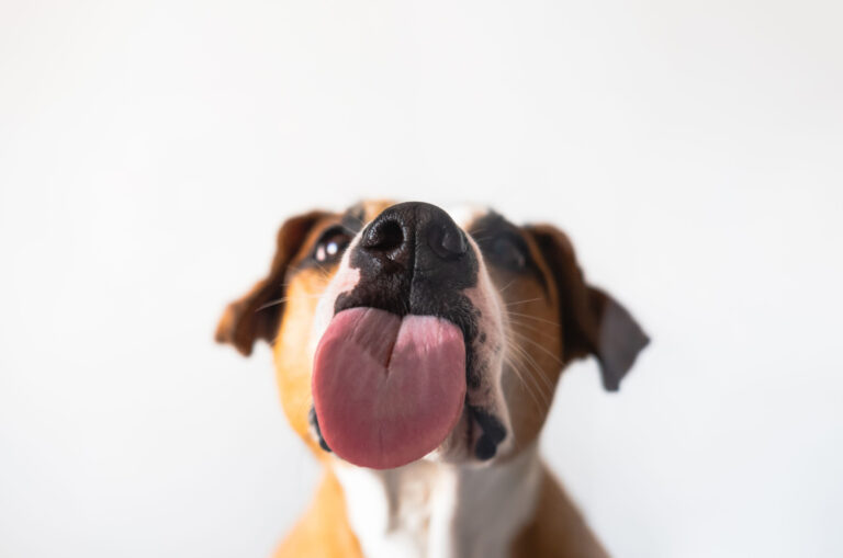 dog licking glass