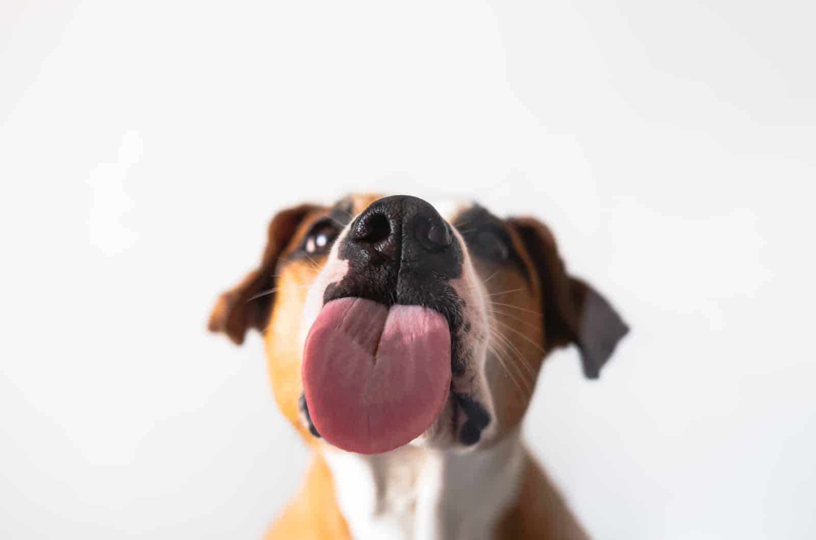 Dog Tongue Color Chart: What Is A Color Of A Healthy Dog?
