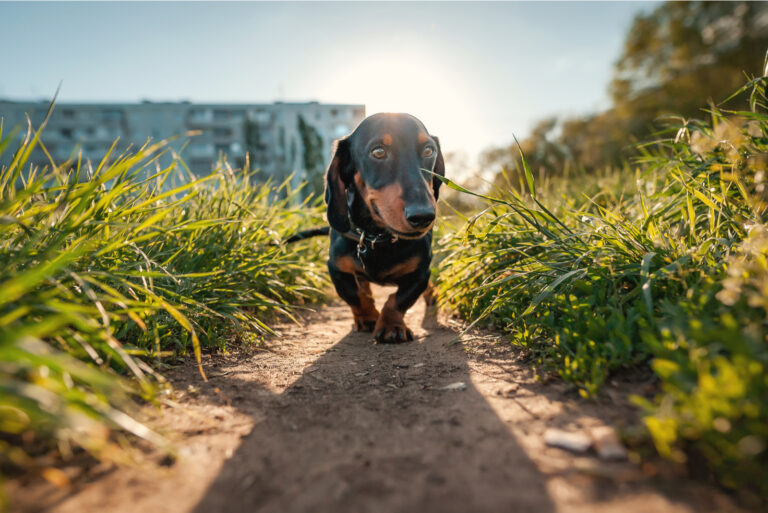 cute dog