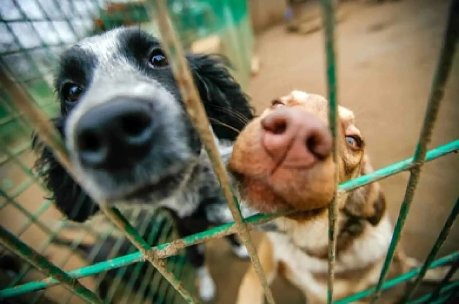 Dogs in an animal shelter waiting to be adopted.