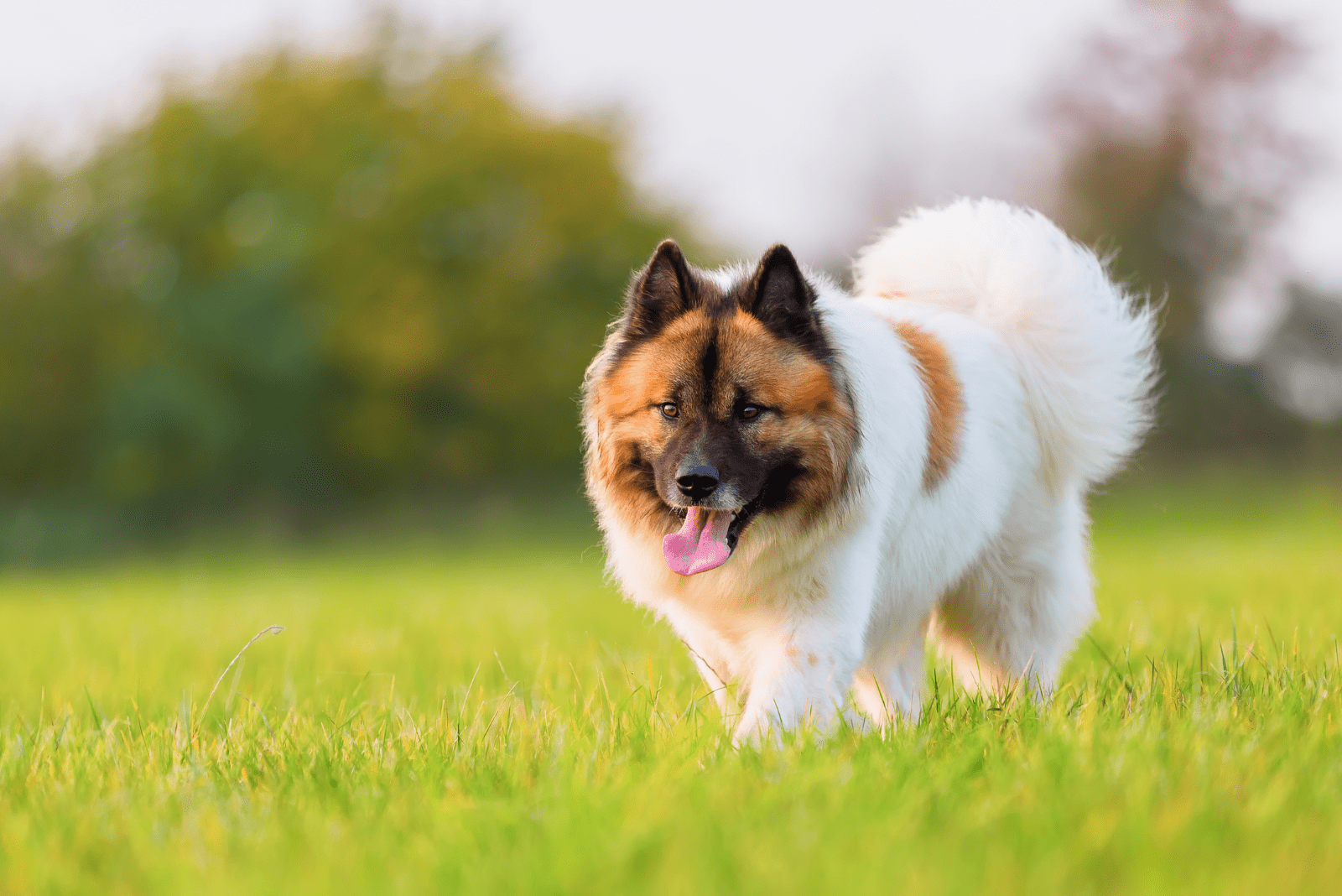Elo Dog walks in the field