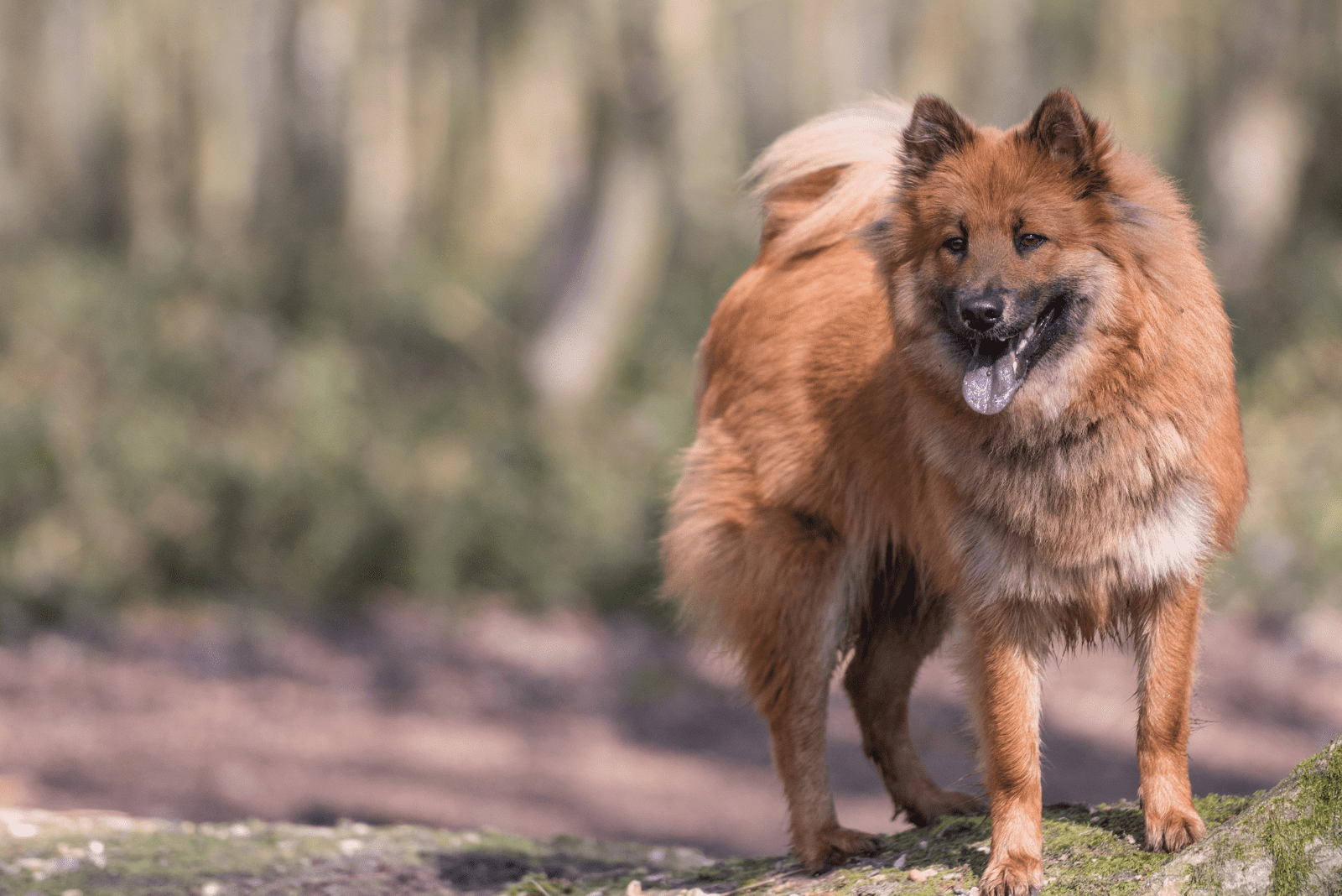 Eurasier stands in a field