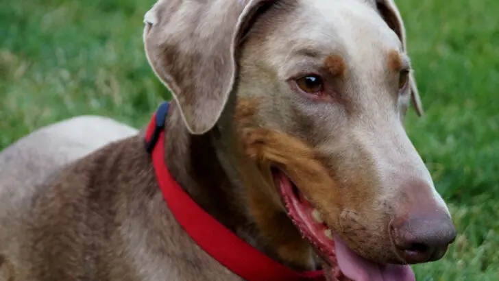 Fawn Doberman: Everything You Need To Know And Much More Fawn Doberman: Everything You Need To Know And Much More