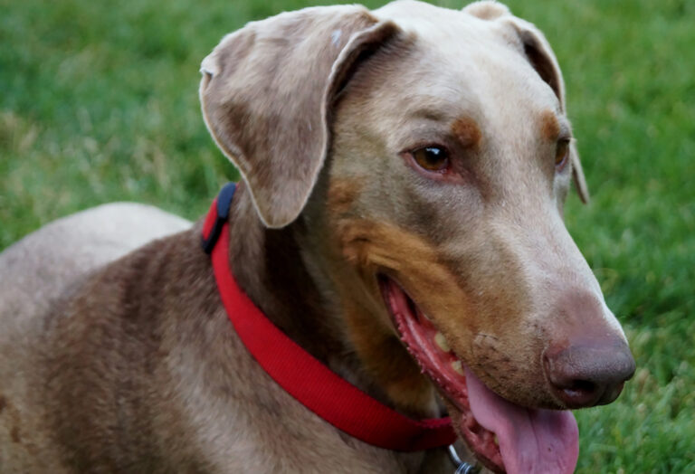 fawn doberman dog