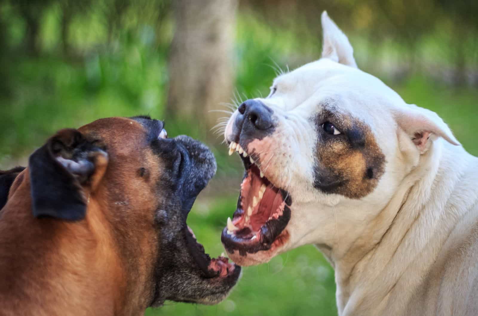 Fighting dogs outdoor
