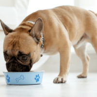 French Bulldog eats from a bowl