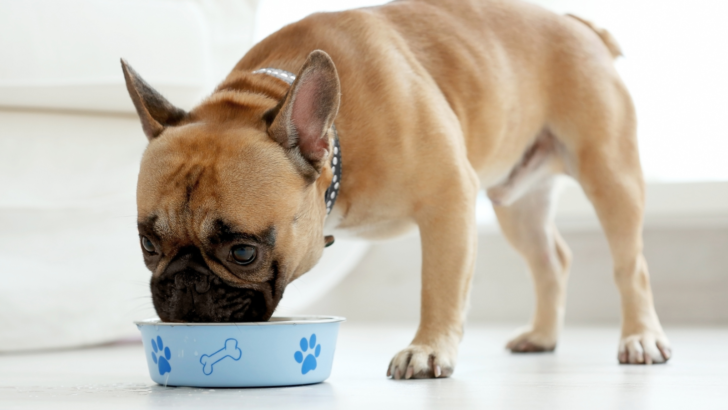 French Bulldog Feeding Chart: How To Keep Your Frenchie Fit