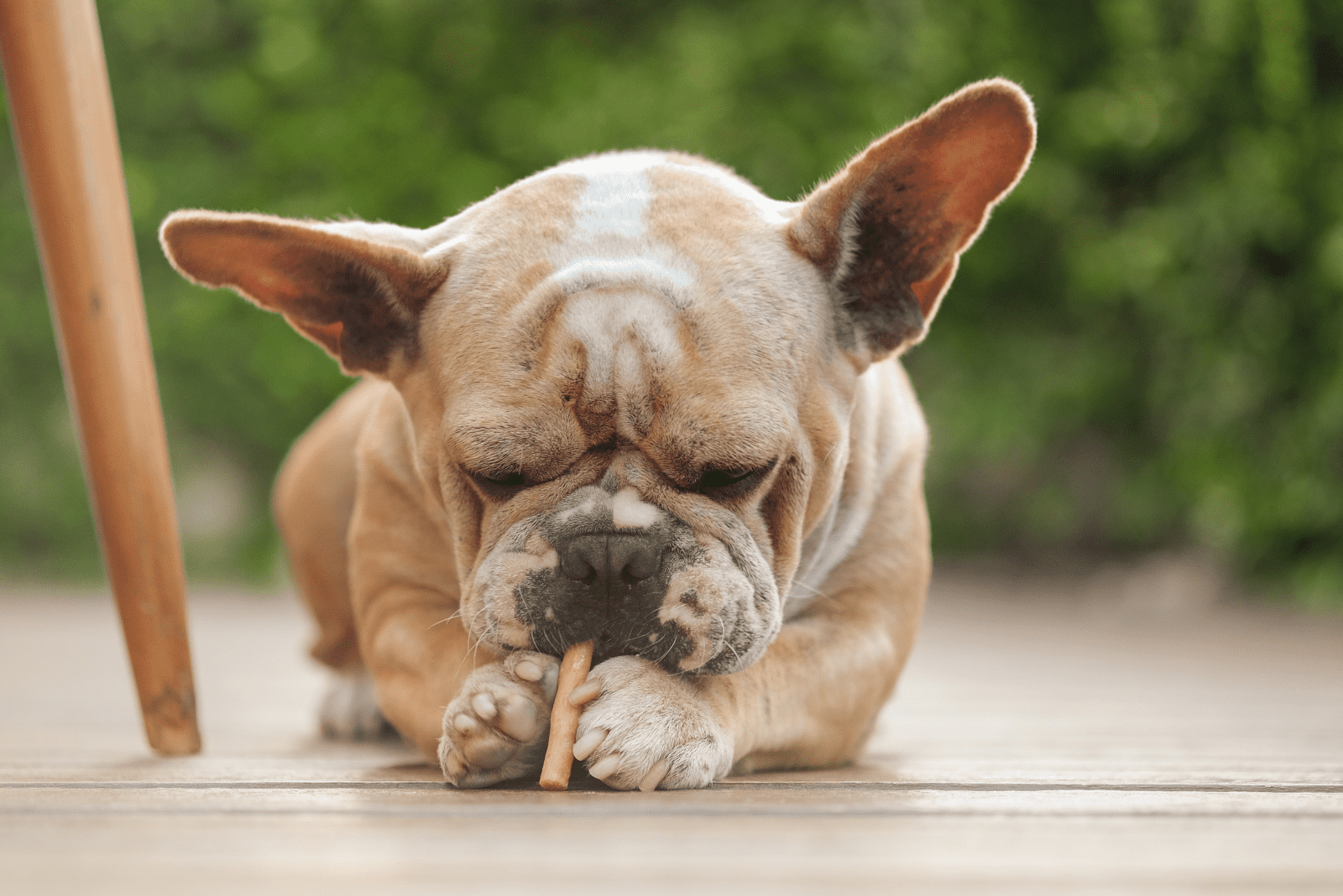 French Bulldog eats a treat