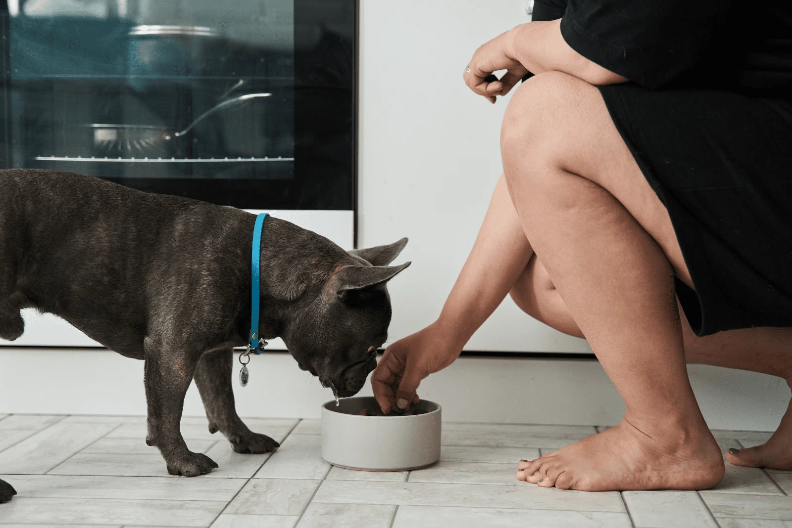 French Bulldog eats food while his wife gives it to him
