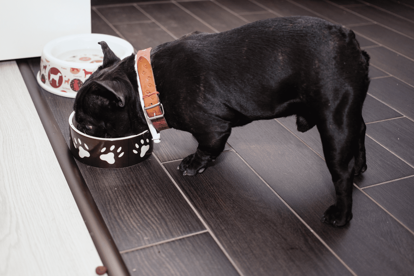 French Bulldog eats from a black bowl