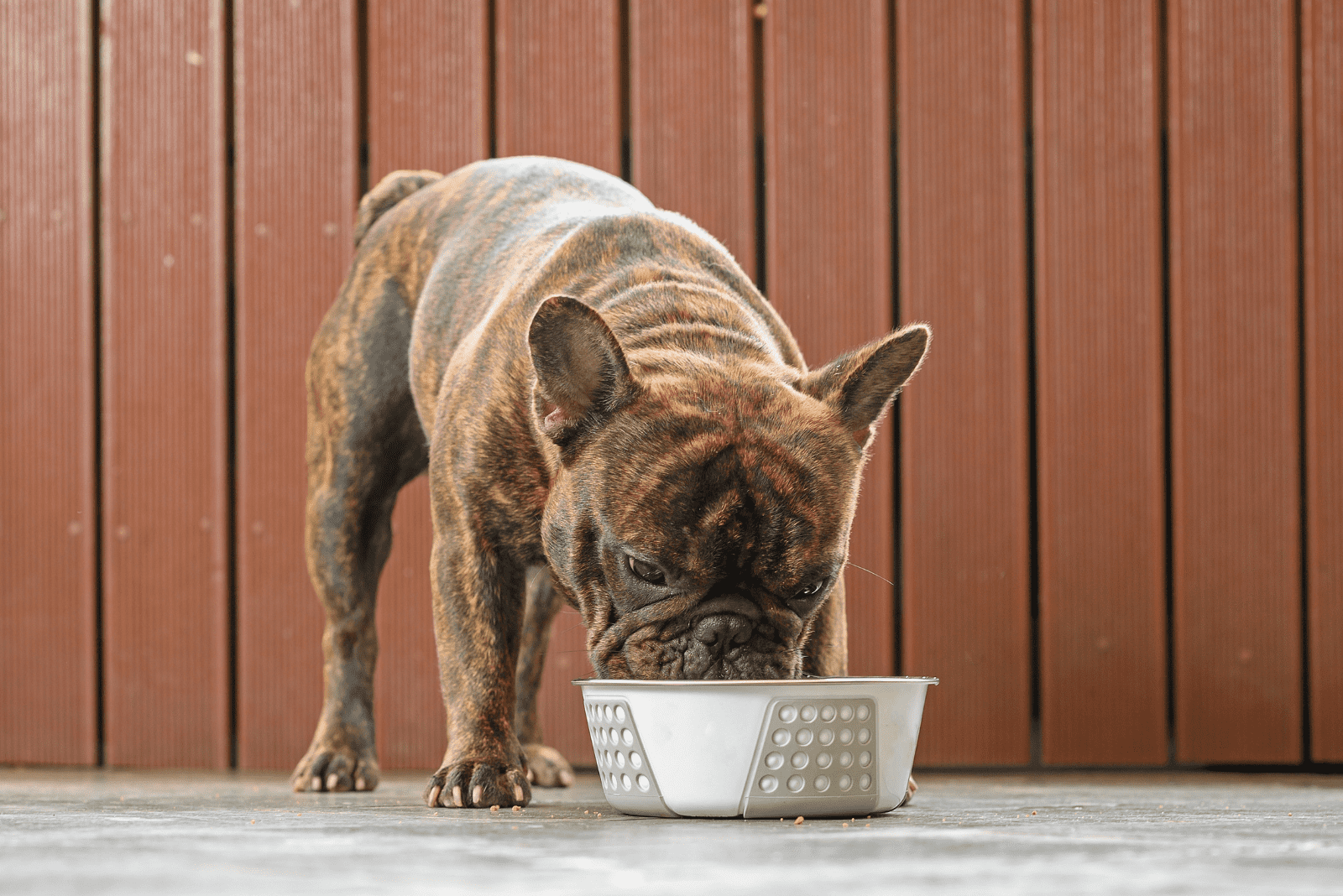 French Bulldog eats from a white bowl