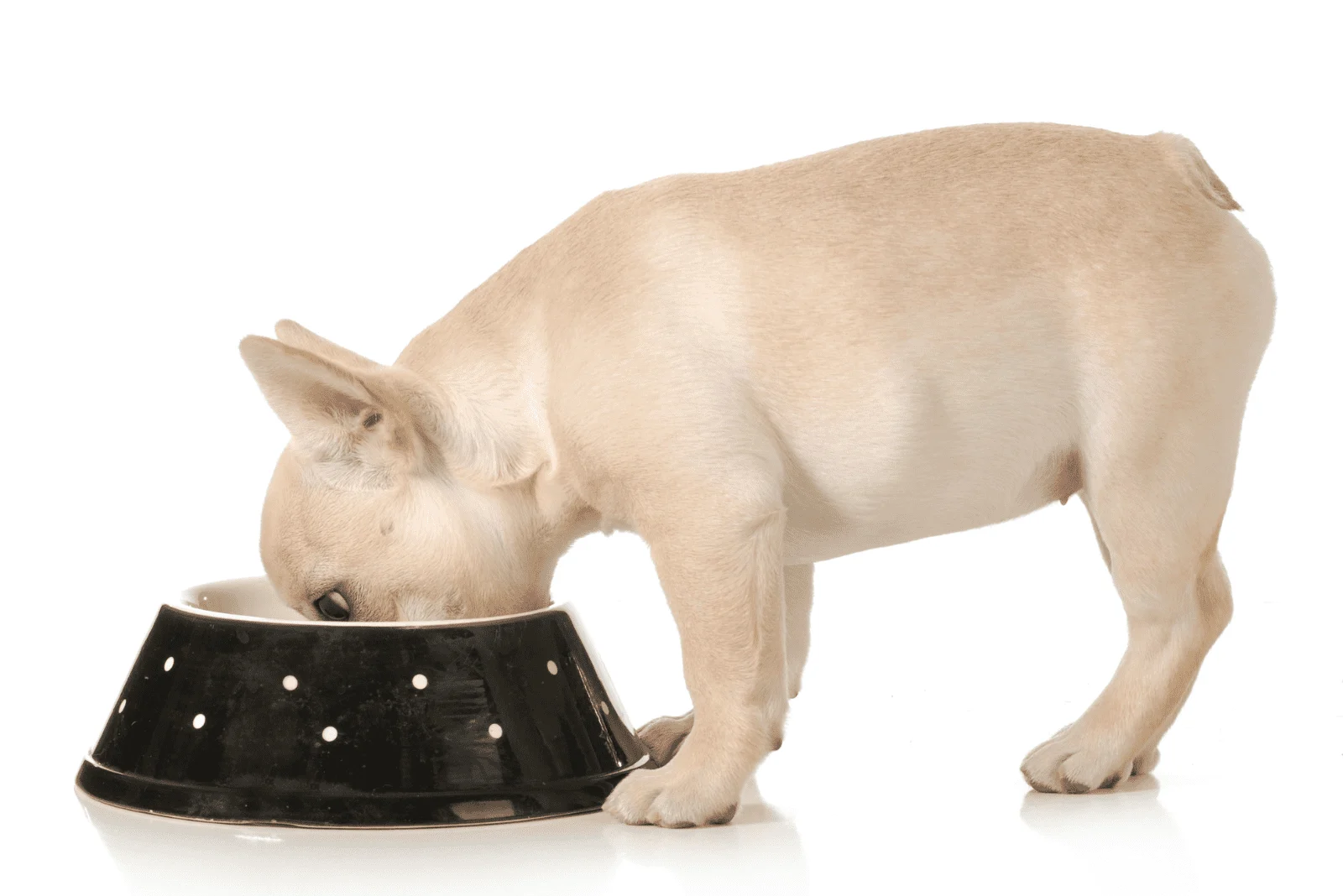 French Bulldog is eating