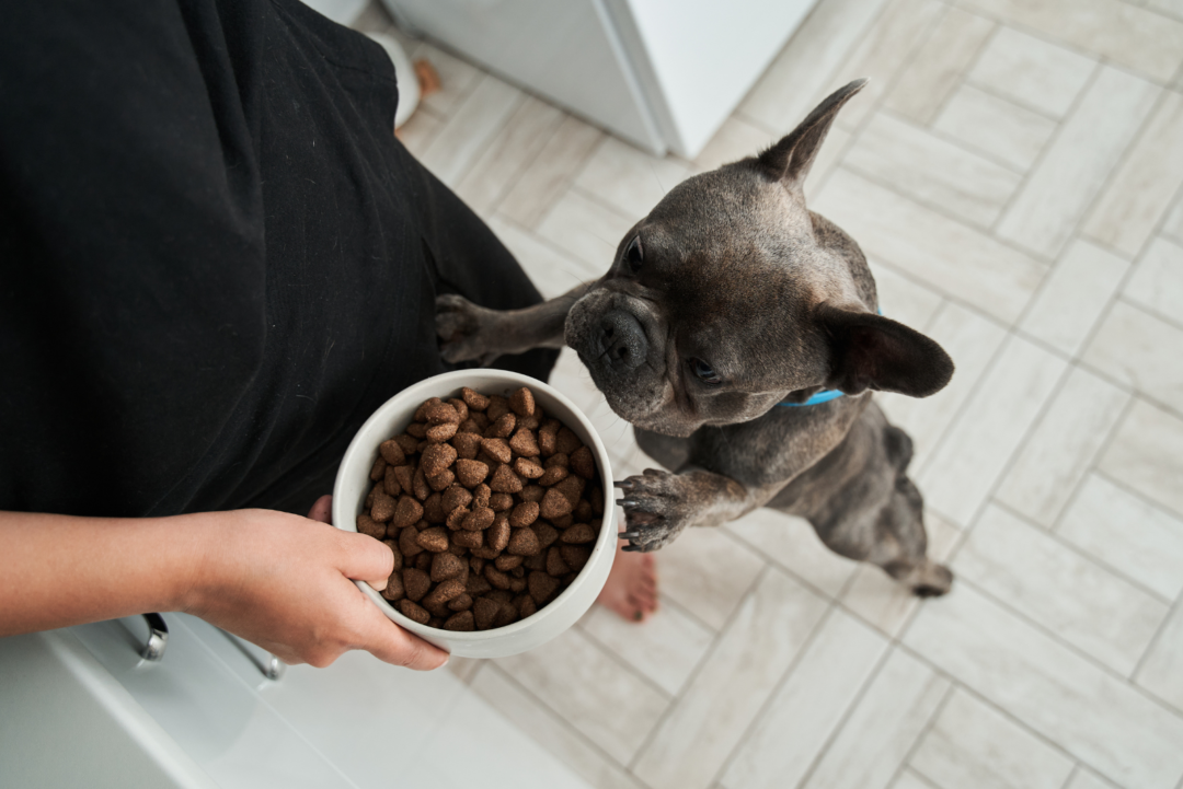 French Bulldog Feeding Chart How To Keep Your Frenchie Fit