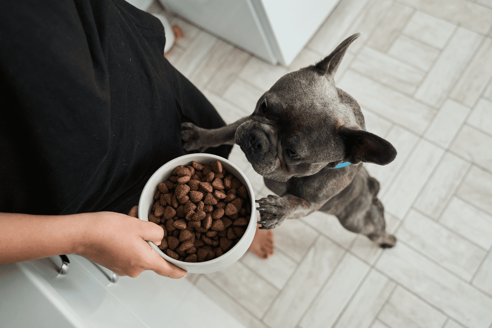 French Bulldog is waiting for food from the female