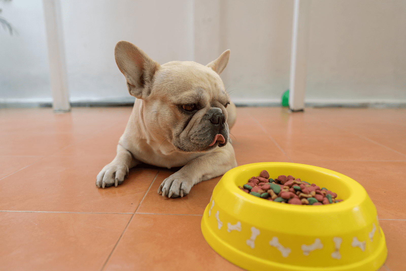 French Bulldog lies next to the food bowl
